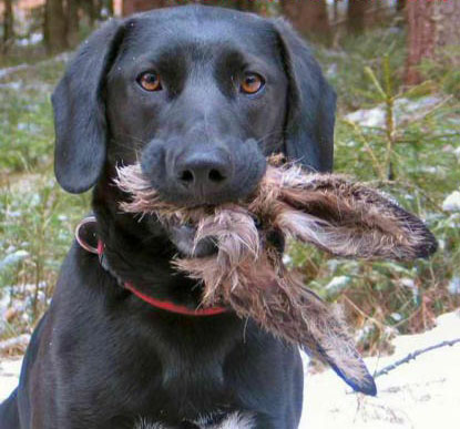 Dog the bunny hunter.jpg