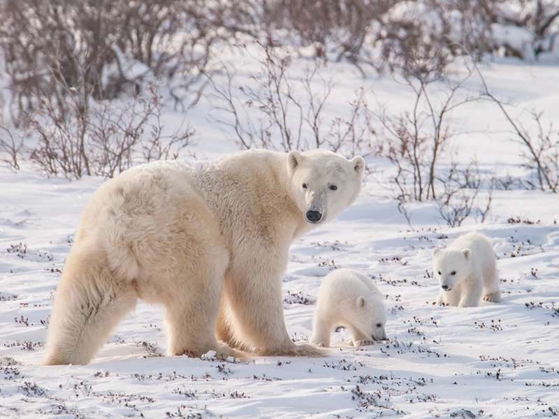 polar-bears-vw0915.jpg