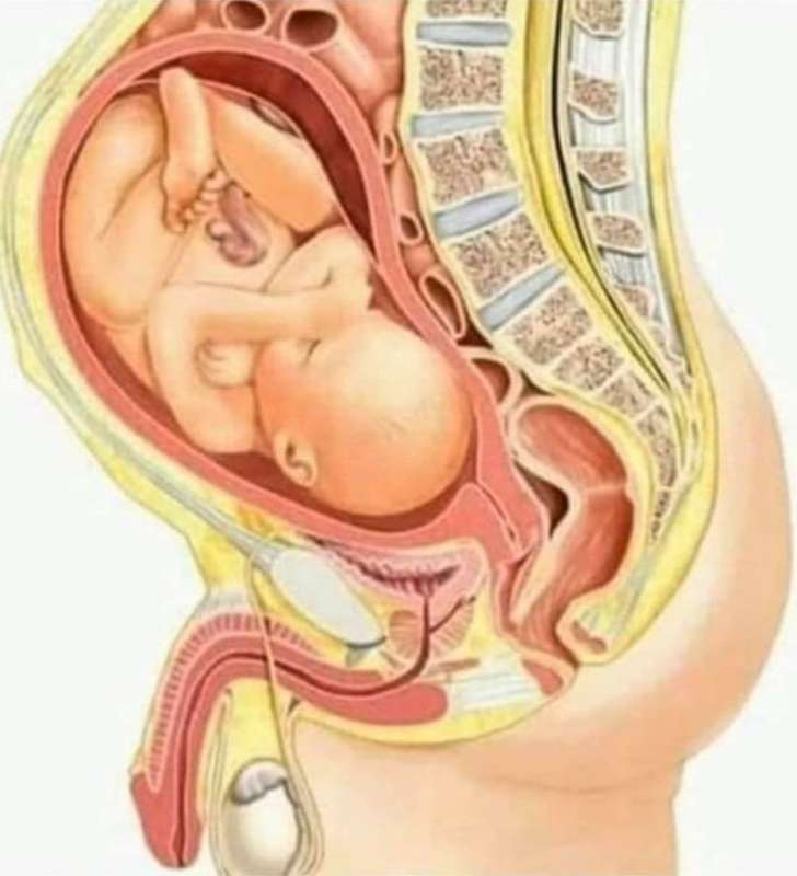 Pregnant Male.jpg