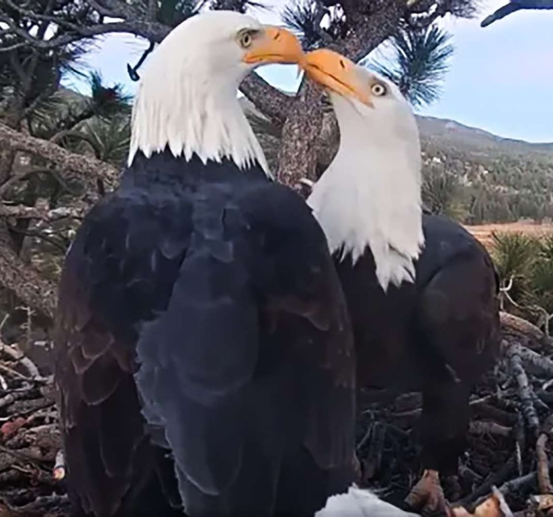 Fascist symbols, CIS-gendered White-Headed Sea Eagles, knock beaks in a wanton display of public affection.