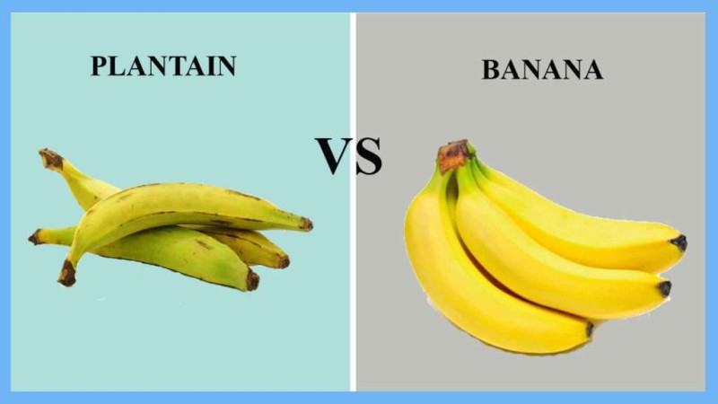 Bananas vs plantains.jpeg