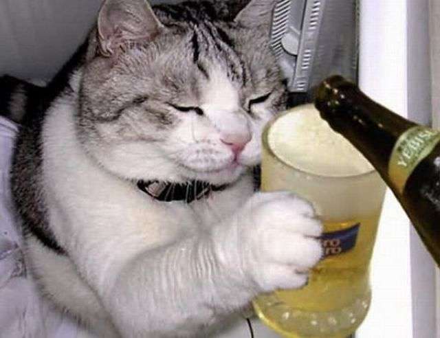 cats_also_drink_640_18.jpg
