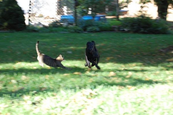 cat chases dog.jpg