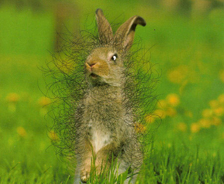 Pubic Hare.jpg
