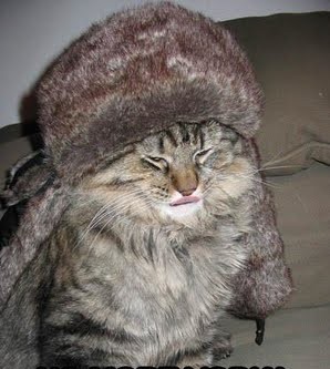 cat w hat sm.jpg