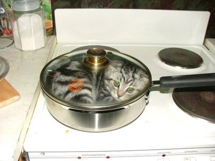 cooking-cat.jpeg