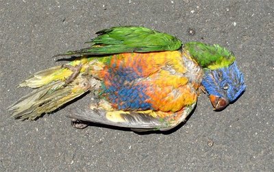 dead-parrot.jpg