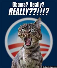 Cats don't like Obama parody