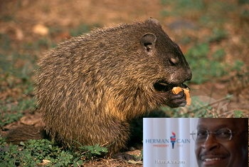 woodchuck.jpg