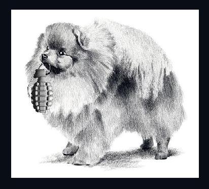 Pomeranian Grenadier.jpg
