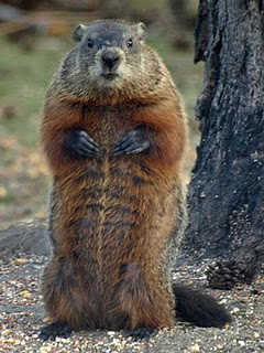 woodchuck1.jpg