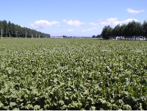 beet field.JPG