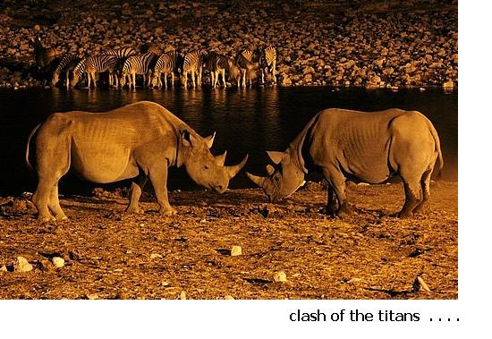rhino-s-fighting.jpg