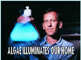 algae.jpg