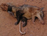 roadkill.jpg