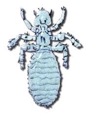 louse.jpg