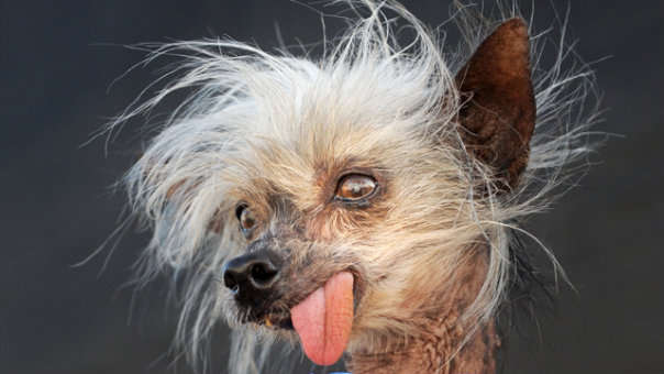 Ugliest Dog Dies_doomsday_604x341.jpg
