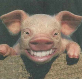 PigSmiling.jpg
