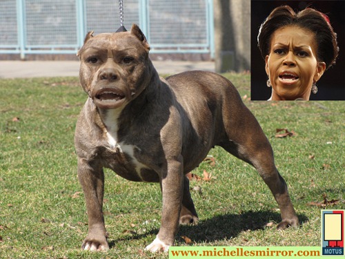 mo pitbull copy[4].jpg