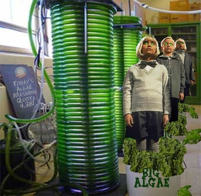 Algae_production_05.jpg