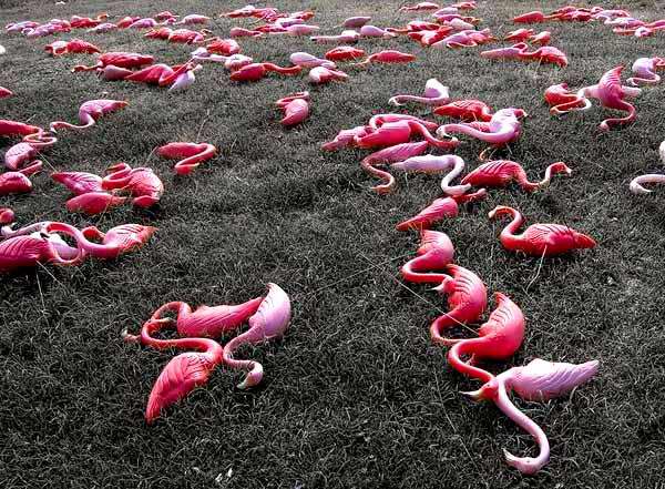 pink-flamingos.jpg