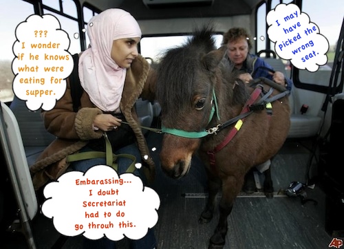 minihorse-AP copy.jpg