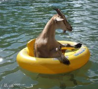 FloatYerGoat.jpg