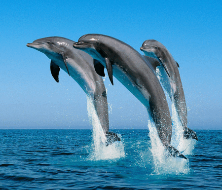 synchrodolphins01.gif