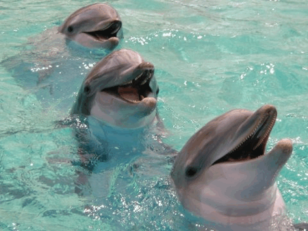 synchrodolphins02.gif