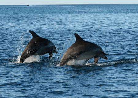 synchrodolphins04.gif