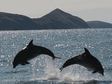 synchrodolphins06.gif