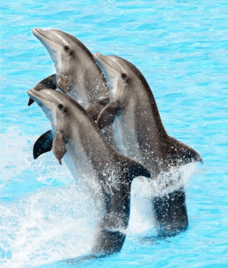 synchrodolphins07.gif