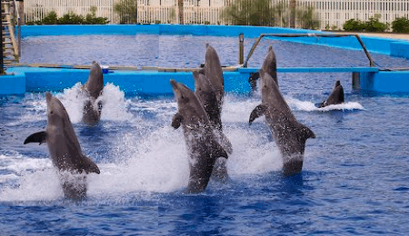 synchrodolphins08.gif