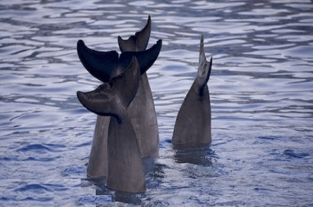 synchrodolphins09.gif