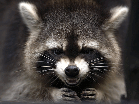 meanraccoon.gif