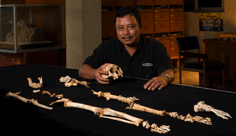 homofloresiensis.gif