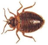 Bedbug.jpg