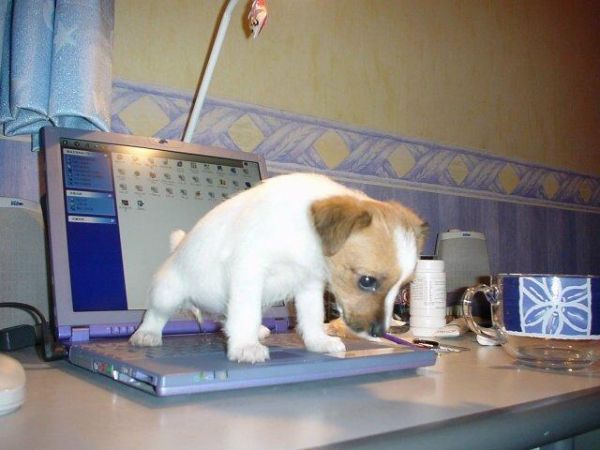 dogpuppylaptop.jpg