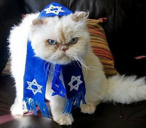 jew cat.jpg
