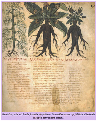 mandrake2.jpg