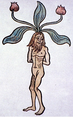 mandrake1.jpg