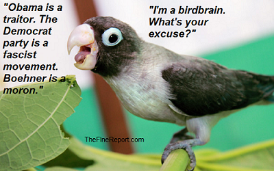 Cute bird edited for cube.png