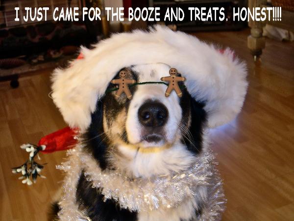 dog christmas2.jpg