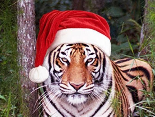 TigerChristmas.jpg