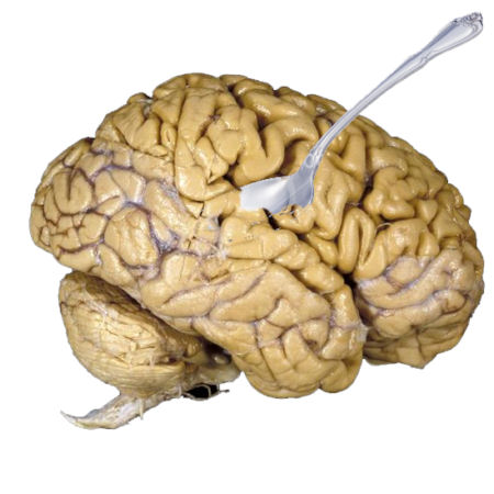 human-brain_1001_600x450.jpg
