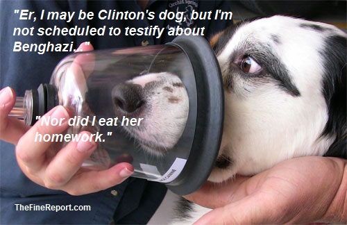 Mask on dog edited.jpg