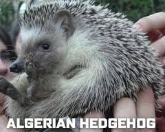 Algerian_Gedgehog.jpg
