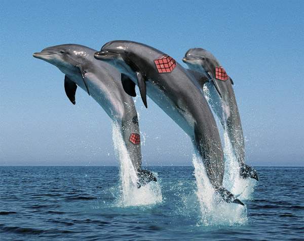 dolphins.jpg