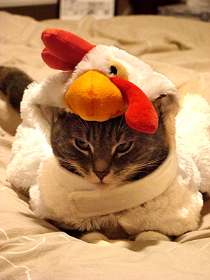 rooster_cat.jpg