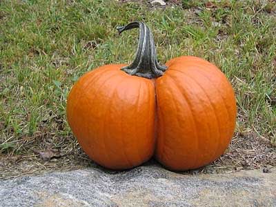 Pumpkin_Butt.jpg